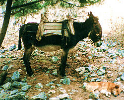 Donkey taxi with guard dog
